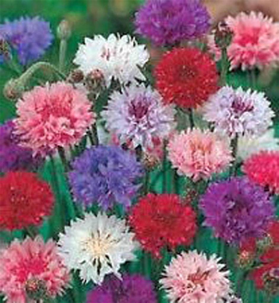 Bachelor Button, Tall Mix Seeds, 50 seeds, Beautiful Bright Blooms,