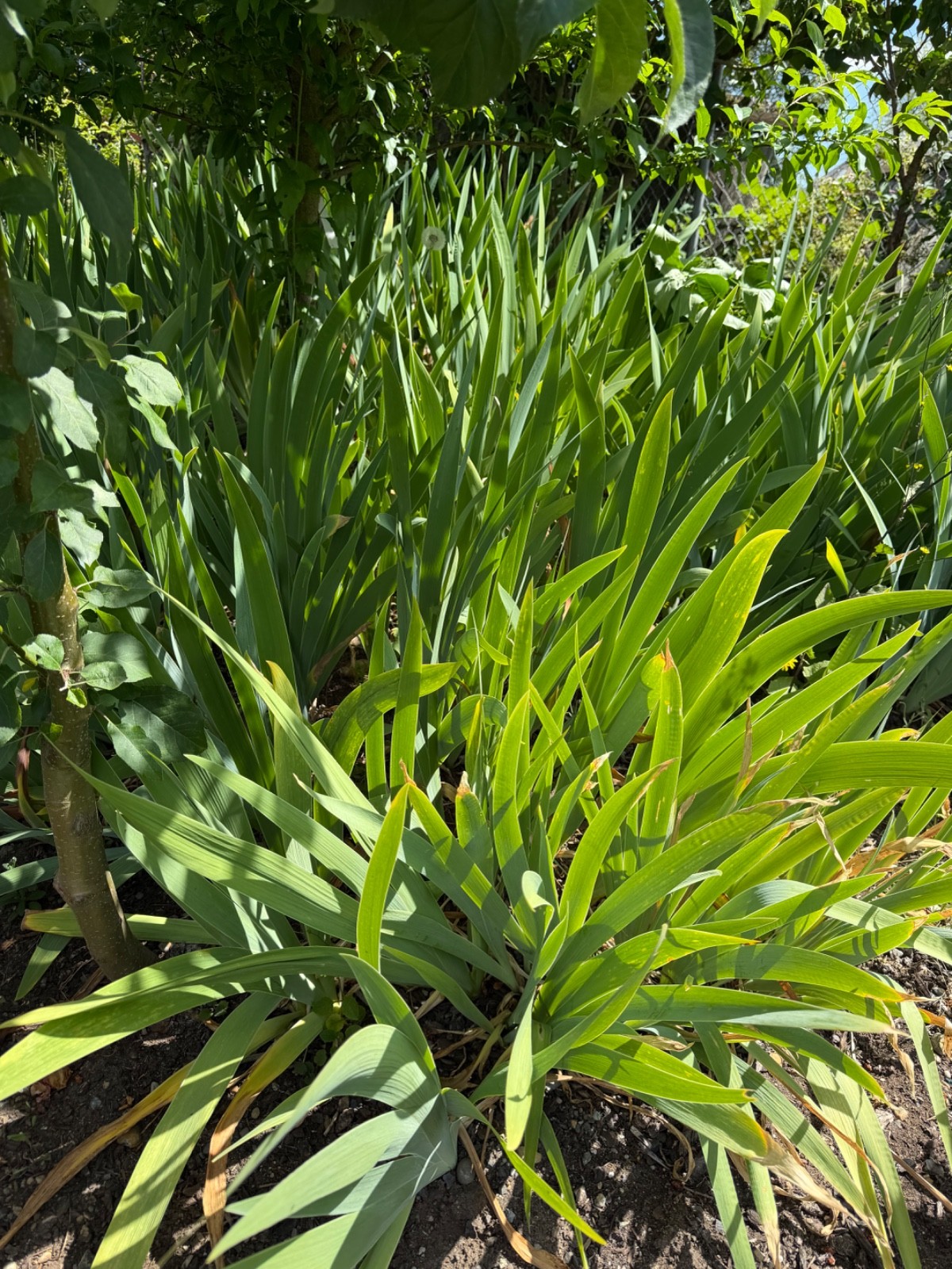 20 tall bearded iris rhizomes