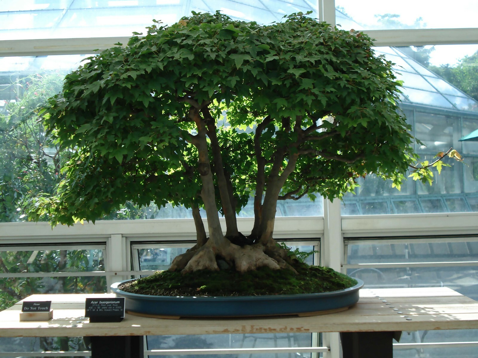 Trident Maple, Acer buergerianum, Tree Seeds