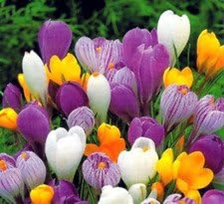 CROCUS~LARGE MIX~PERENNIAL 20 FLOWER BULBS – EARLY SPRING FLOWERS 8/9 CM Bulbs