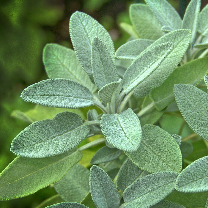 Sage Broadleaf Seeds 50 Ct Herb Garden NON-GMO AROMA PERENNIAL FREE SHIPPING