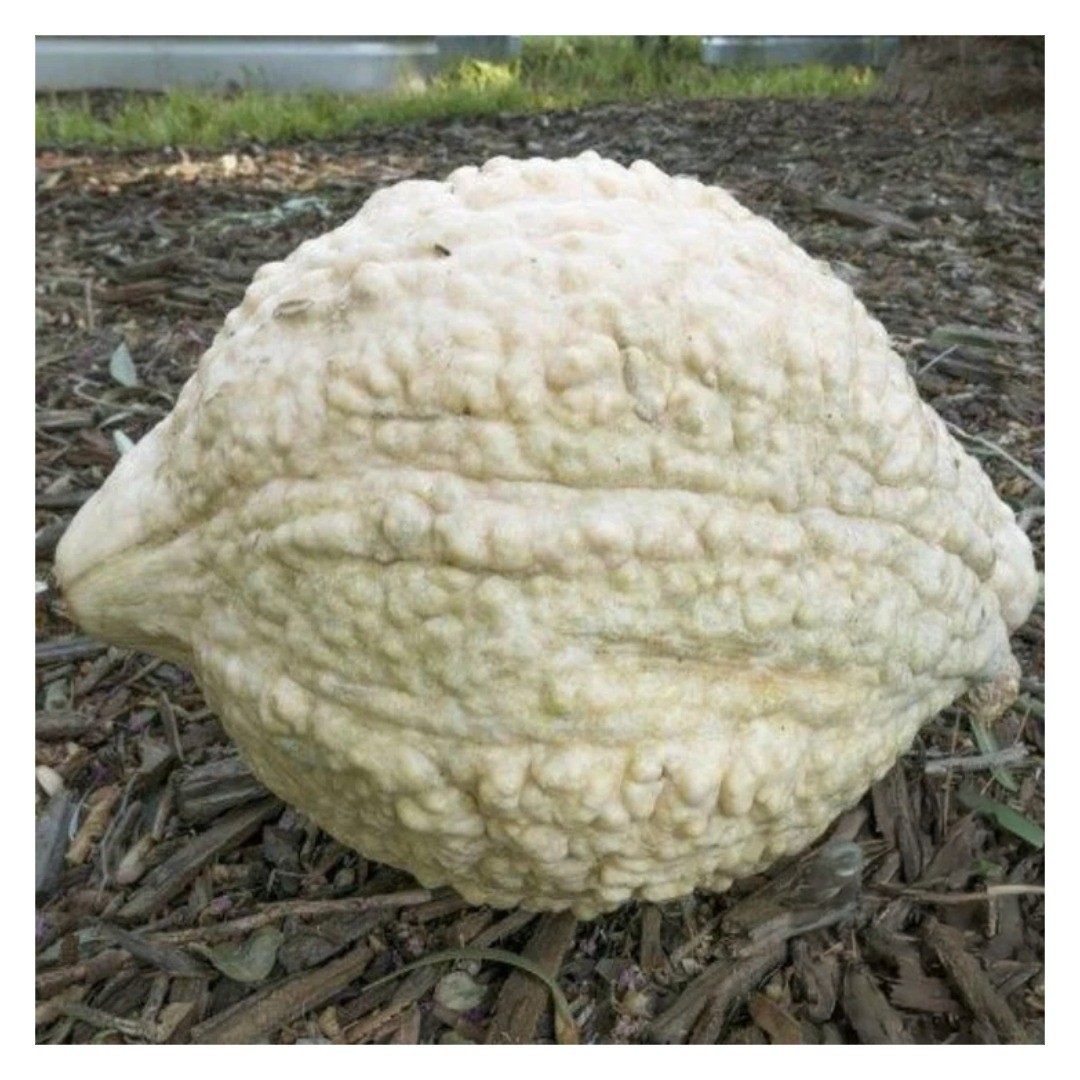 White Hubbard Winter Squash Seeds (10) / RARE / DELICIOUS / FLORIDA