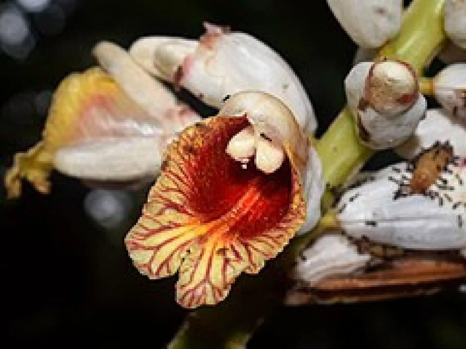 Malacca Ginger {Alpinia malaccensis} Rare Organic 5 SEEDS USA POST