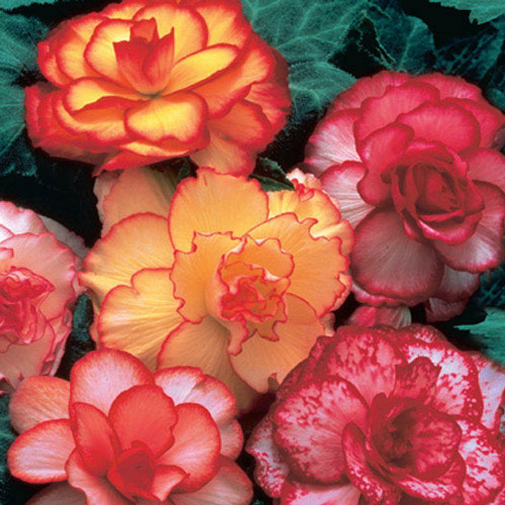 3-Beautiful, Red Non Stop Begonia Bulbs Spectacular Flowering Blooms Check Store