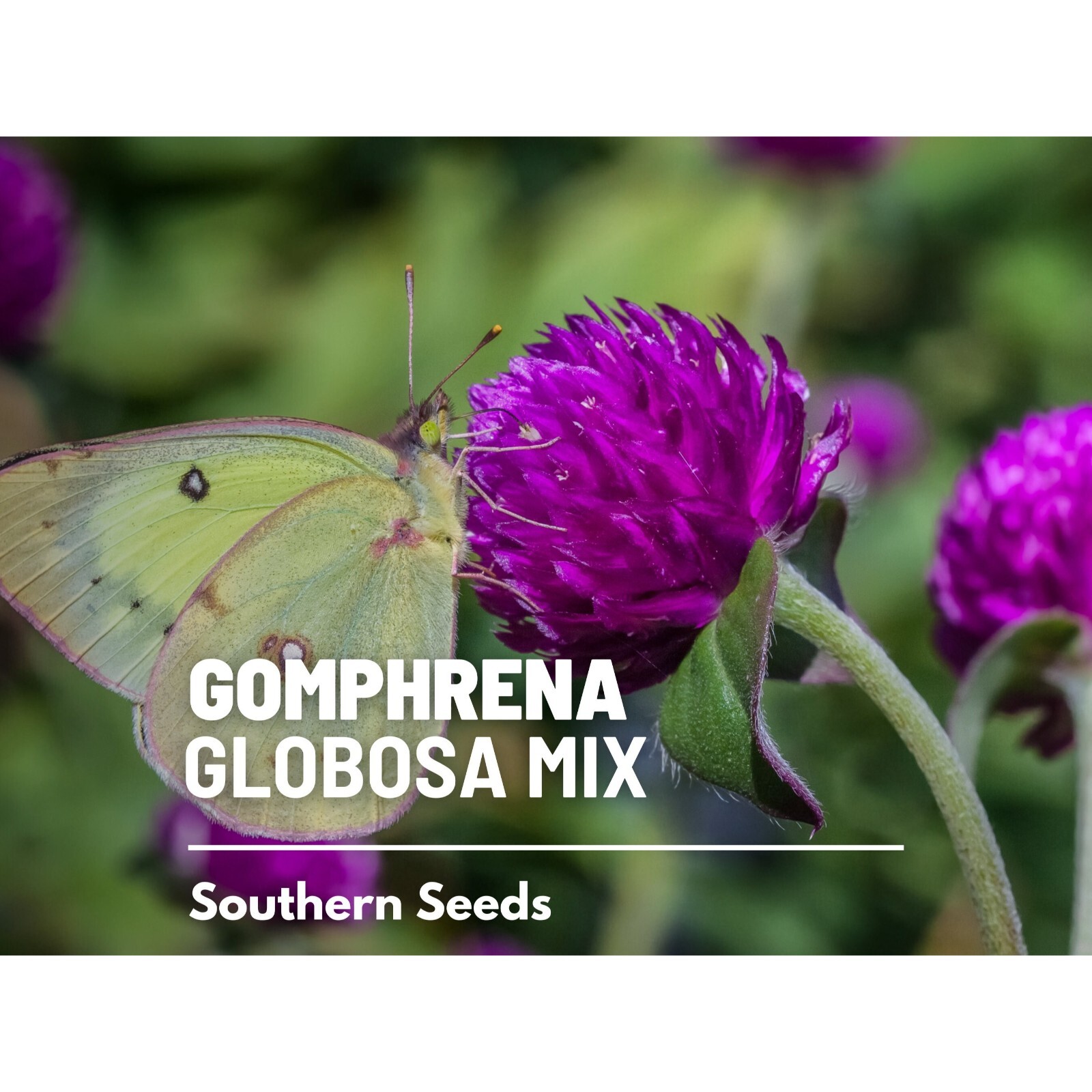 Gomphrena, Globosa Mix – 50 seeds – Heirloom Flower (Gomphrena globosa)