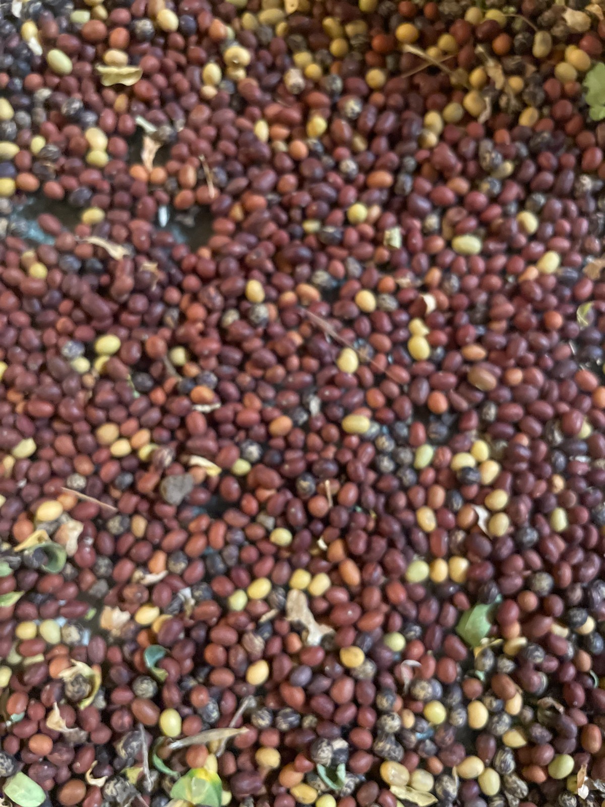 1500+ seeds – Siberian Pea Tree, Caragana arborescens, 2025 crop, eastern WASH