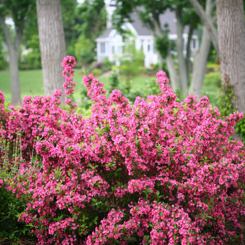 Weigela Florida Shrub Bush Seeds, Hummingbirds Old Fashioned Garden Flowers