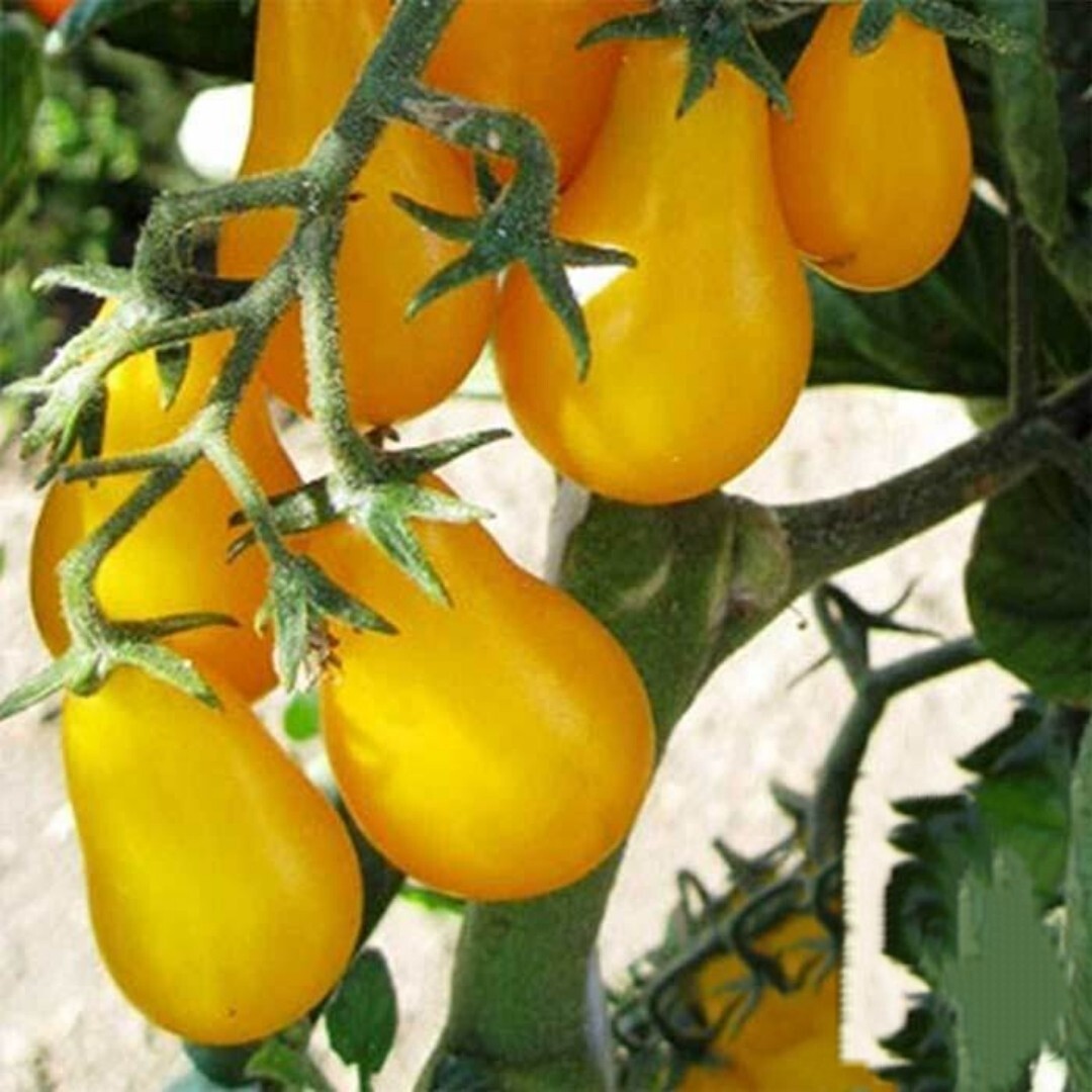 Yellow Plum Tomato Seeds | NON-GMO | 50+ Seeds| perfect sauces and slices|