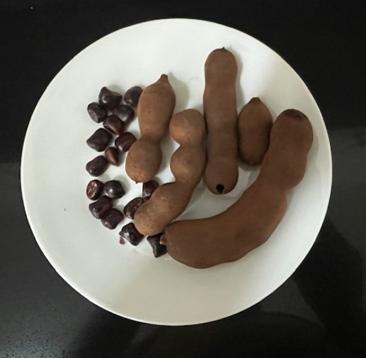 15 Thai Sweet Tamarind Seeds (Tamarindus indica L.)