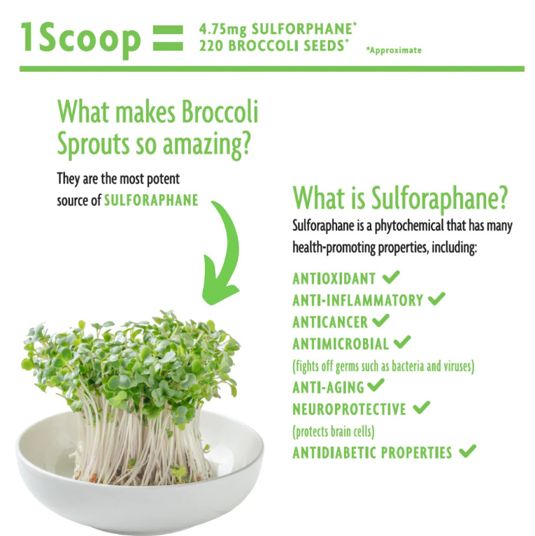 Broccoli Sprout Seeds, High Sulforaphane Genotype (USVL104), Vegan, Non-GMO, USA