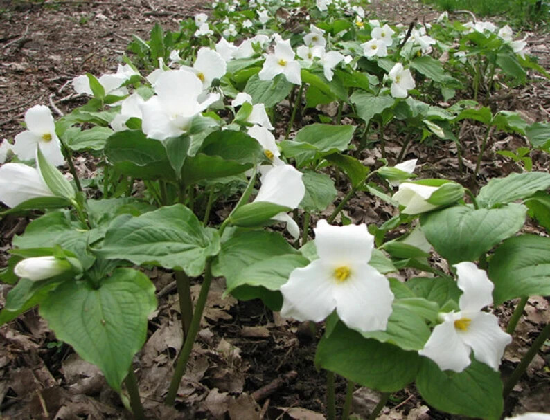 10 Freshly Dug White Trillium Bare Roots– Trillium grandiflorum Appalachian 2026