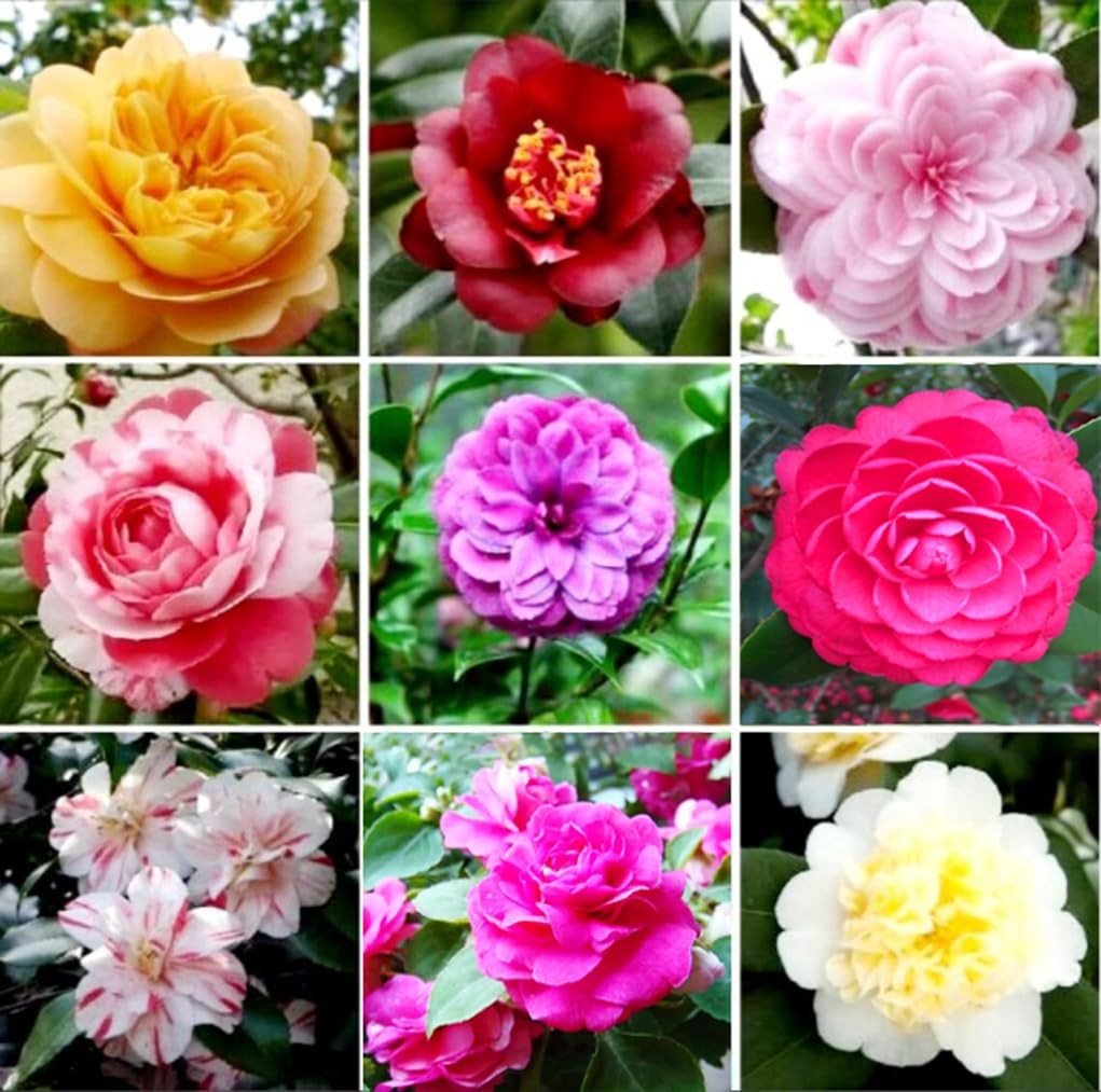 100PCS Double Camelia Impatiens Seeds Mixed Color Balsamina Impatiens Flower …