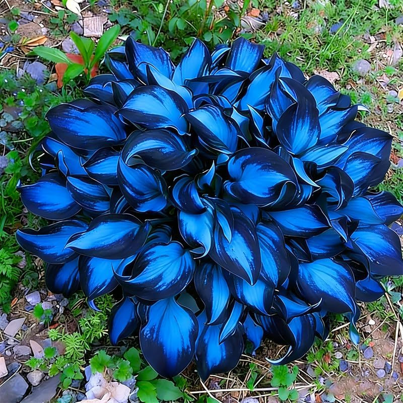 330+ Mixed Color Hosta Seeds for Planting – Shade-Tolerant Perennials, Dual Use