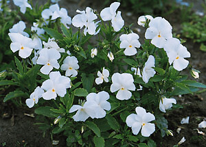 Viola cornuta Perfection White 2,000 seeds