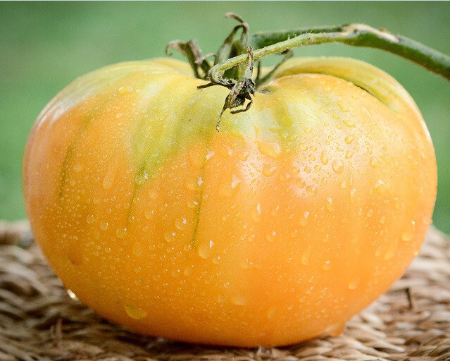 Kentucky Beefsteak Tomato 30 – 2000 Seeds Orange fruit up to 2+ lbs! Heirloom