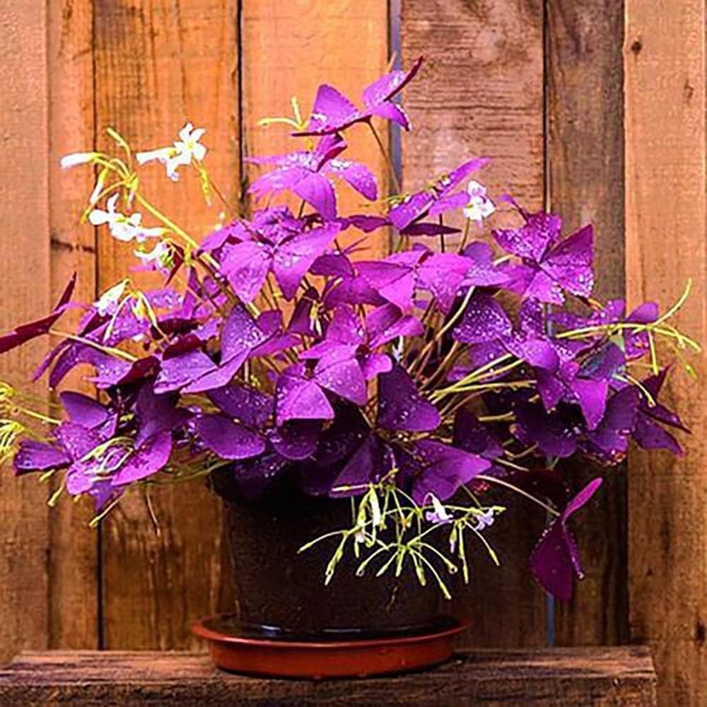 20Pcs Oxalis Bulbs for Planting Purple Shamrocks Bulbs Triangularis Lucky Lovely