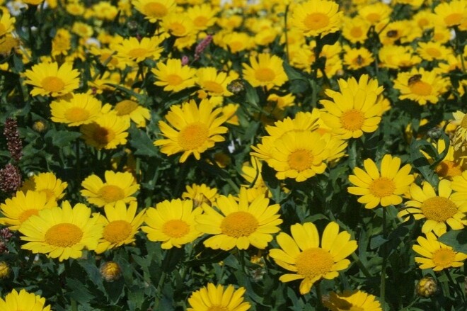 Wildflower Mix COUNTRY GARDEN All Colors Heirloom Cut Flowers Non-GMO 500+ Seeds