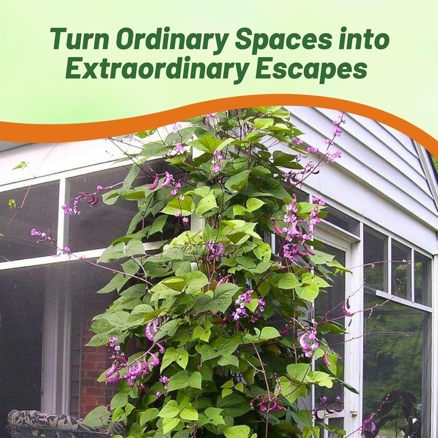 100 Pcs Red Hyacinth Bean Vine Seeds – Edible & Fragrant Garden Delight