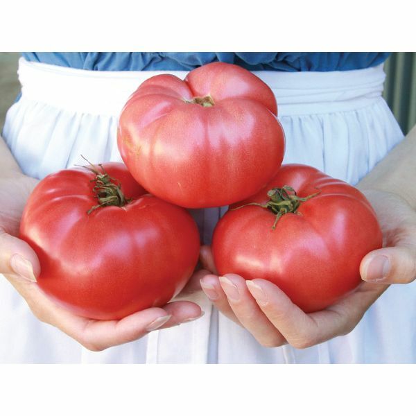 LARGE Beefsteak Amish Tomato 2 LB+ HEIRLOOM 50+ seeds PREMIUM strain 100%Organic