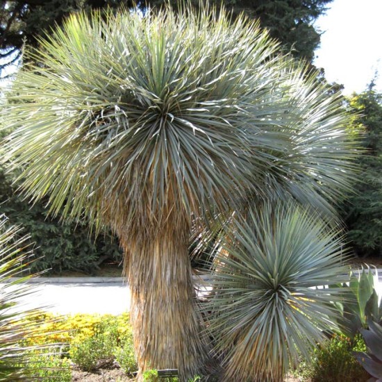 Yucca Rostrata aka Beaked Yucca 5 Seeds. Free Shipping!