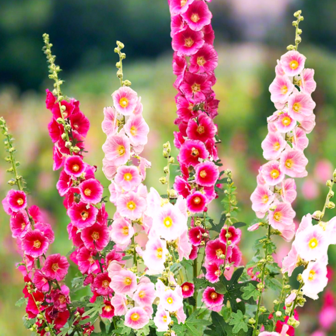 Single-Flowered Mix Hollyhocks Seeds | Alcea Rosea Holly Garden Flower Seed 2025