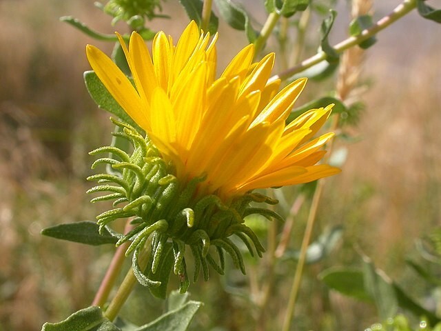 Puget sound gumweed, 200 seeds, Grindelia, medicinal herb, wildflower