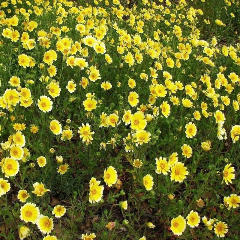 Layia Platyglossa Tidy Tips 150 Seeds. Free Shipping!