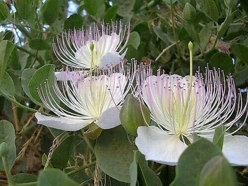 20 Caper Bush Edible Capers Flinders Rose Capparis Spinosa Shrub Flower Seeds #S