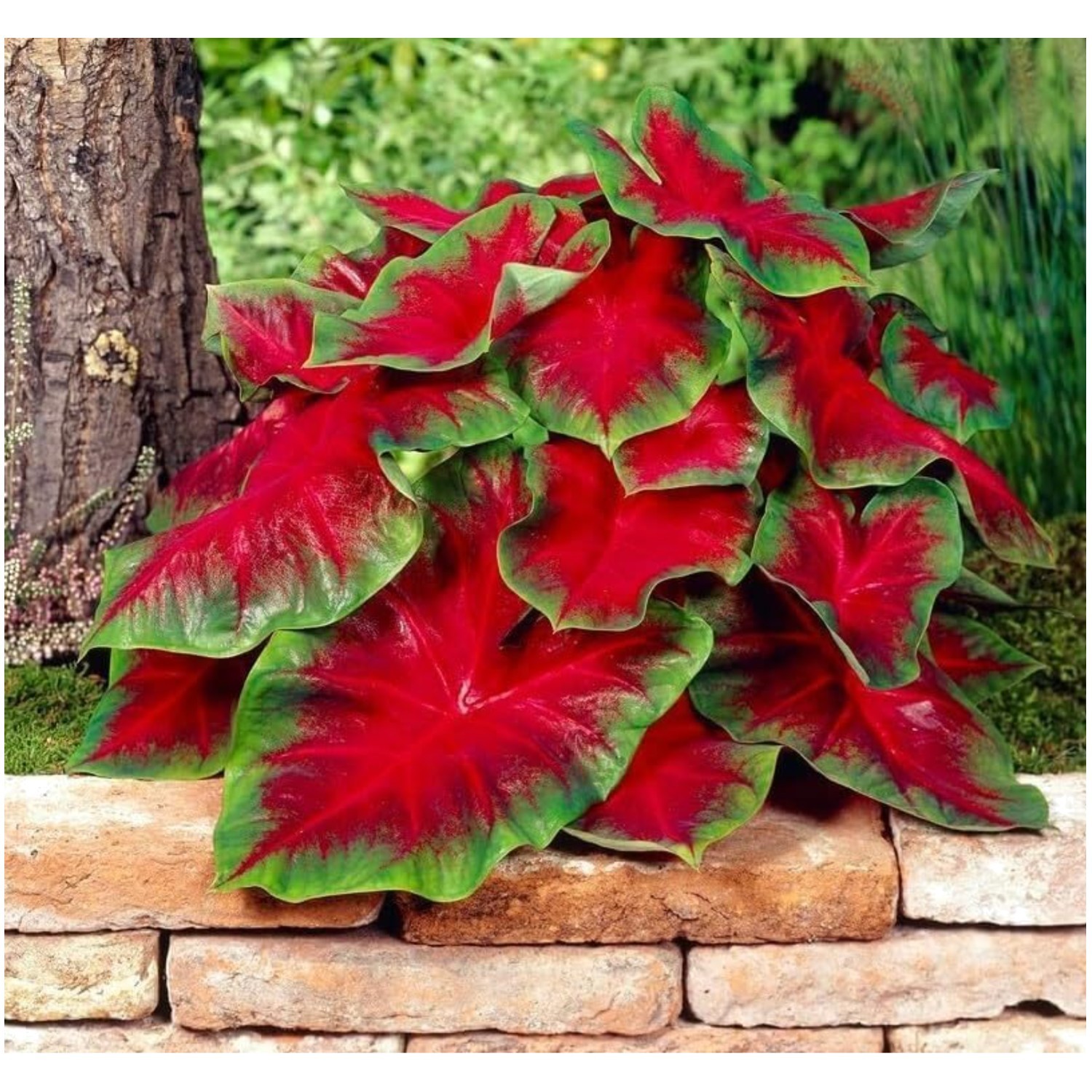 Tropical Elegance in 10 Bulbs – Florida Cardinal Caladium for Vibrant Gardens