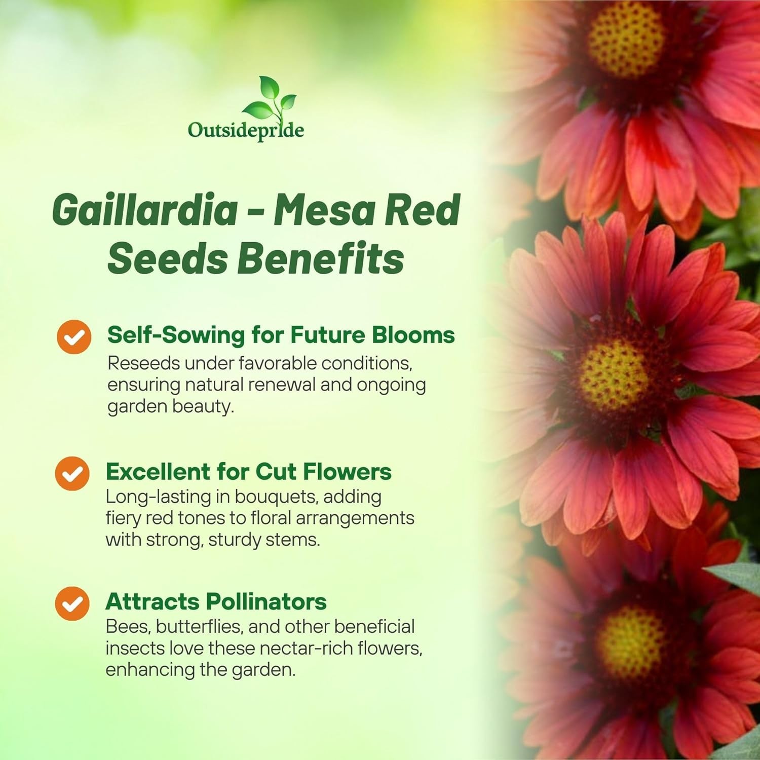 25 Seeds Gaillardia x Grandiflora Mesa Red Blanket Flower Drought Tolerant