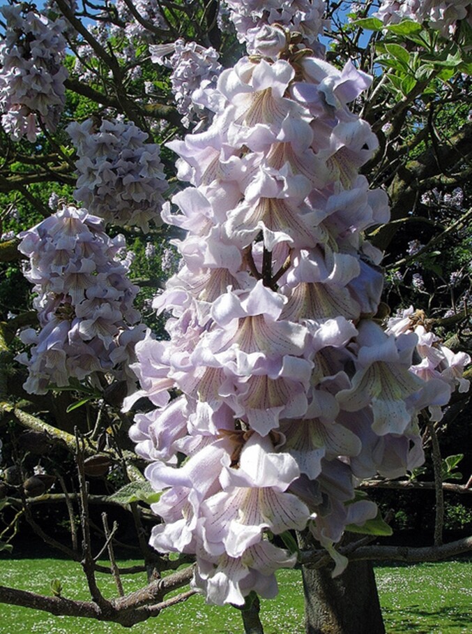 Paulownia Fortunei 200+ Seeds, Edible Flowering Princess Fodder Dragon Tree