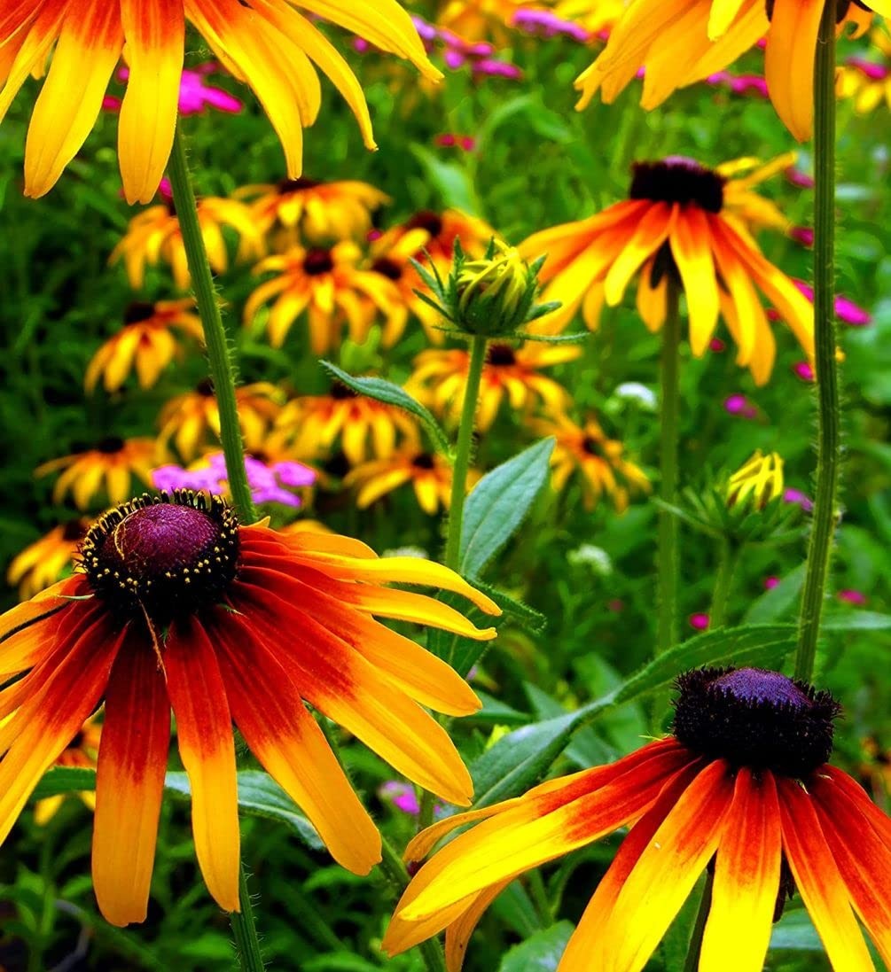 5g Mixed Black Eyed Susan(Thunbergia Alata) Seeds Flowers Garden Decor
