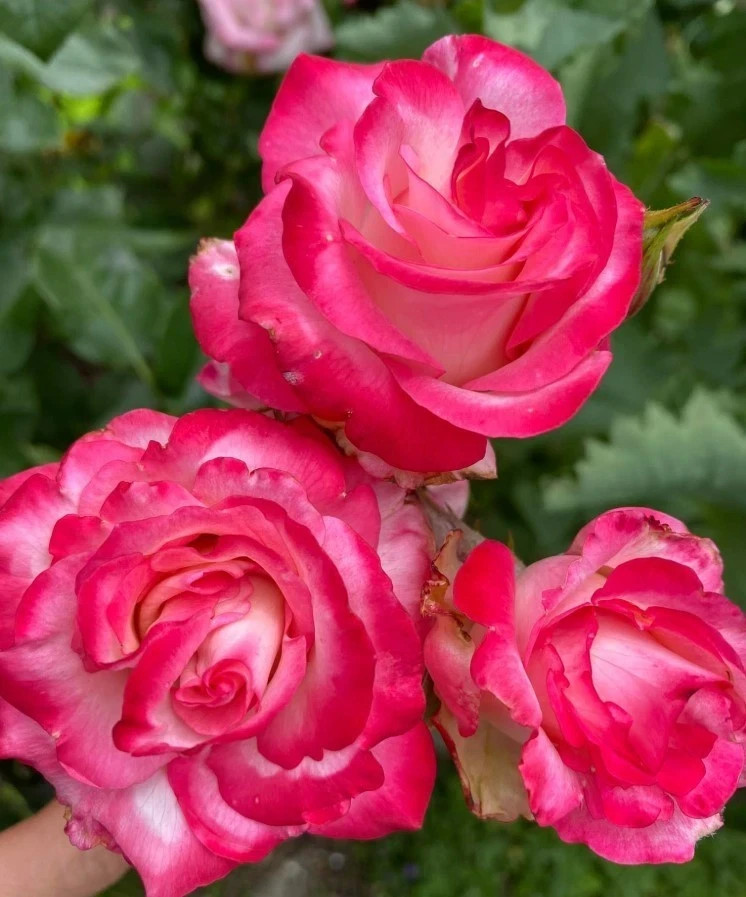 Cherry Parfait Rose Seeds- 50 or 100 Seeds.USA Seller- Free Shipping