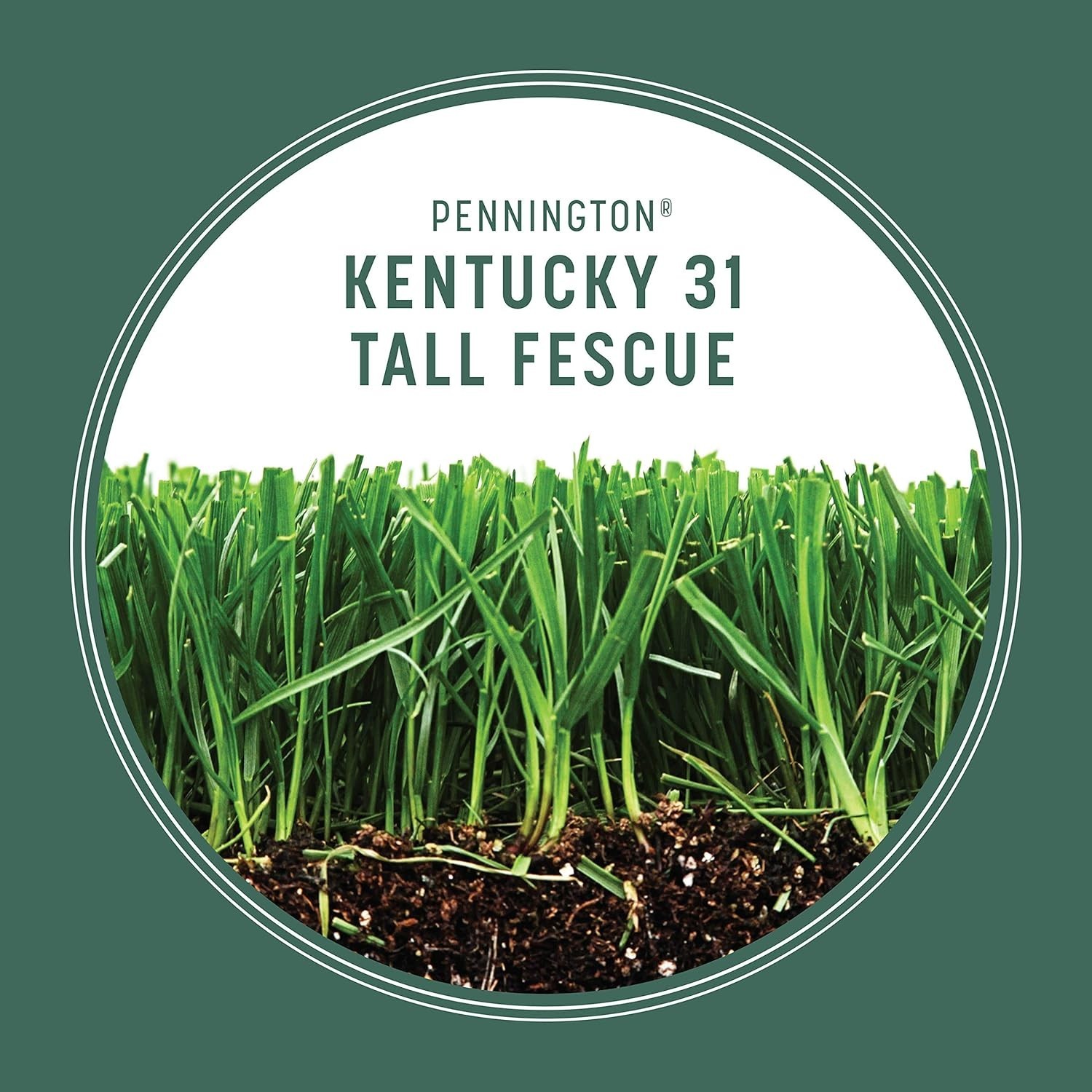 Economical Kentucky 31 Tall Fescue Penkoted Grass Seed, 3 lb – Fast Germination
