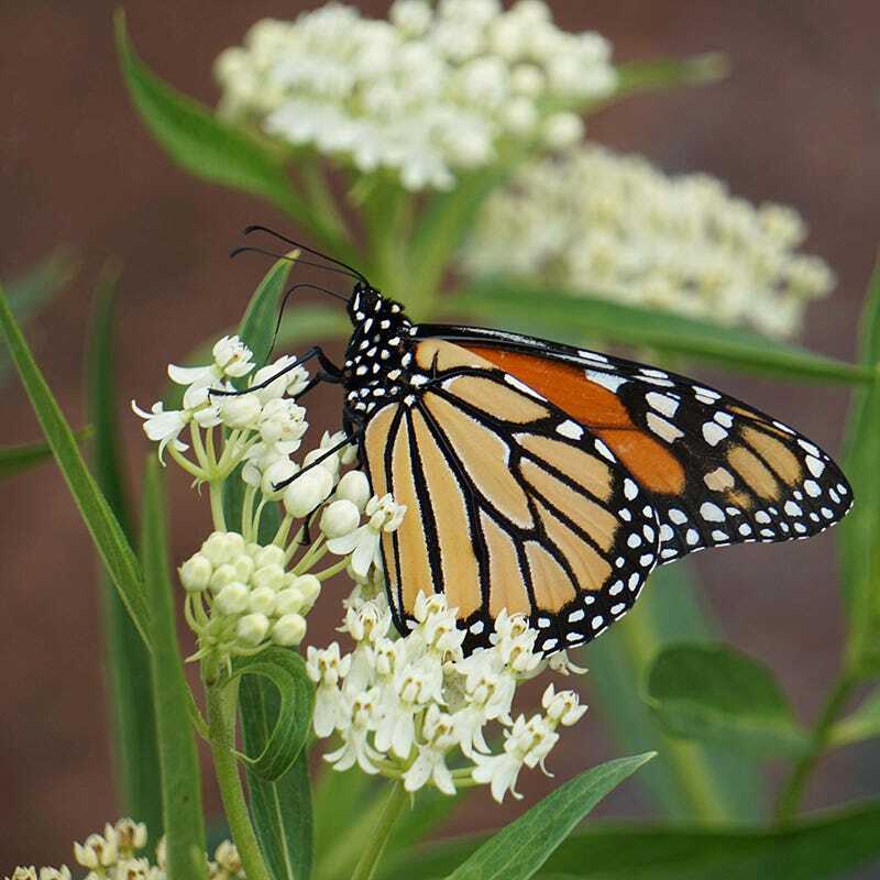 25 Ice Ballet White Swamp Milkweed Seed, Asclepias Incarnat-FOOD FOR MONARCH’S