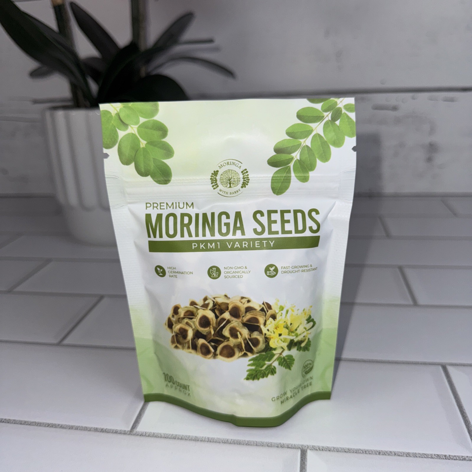 Moringa Seeds 100 Count Moringa Tree Seeds High Germination Rates