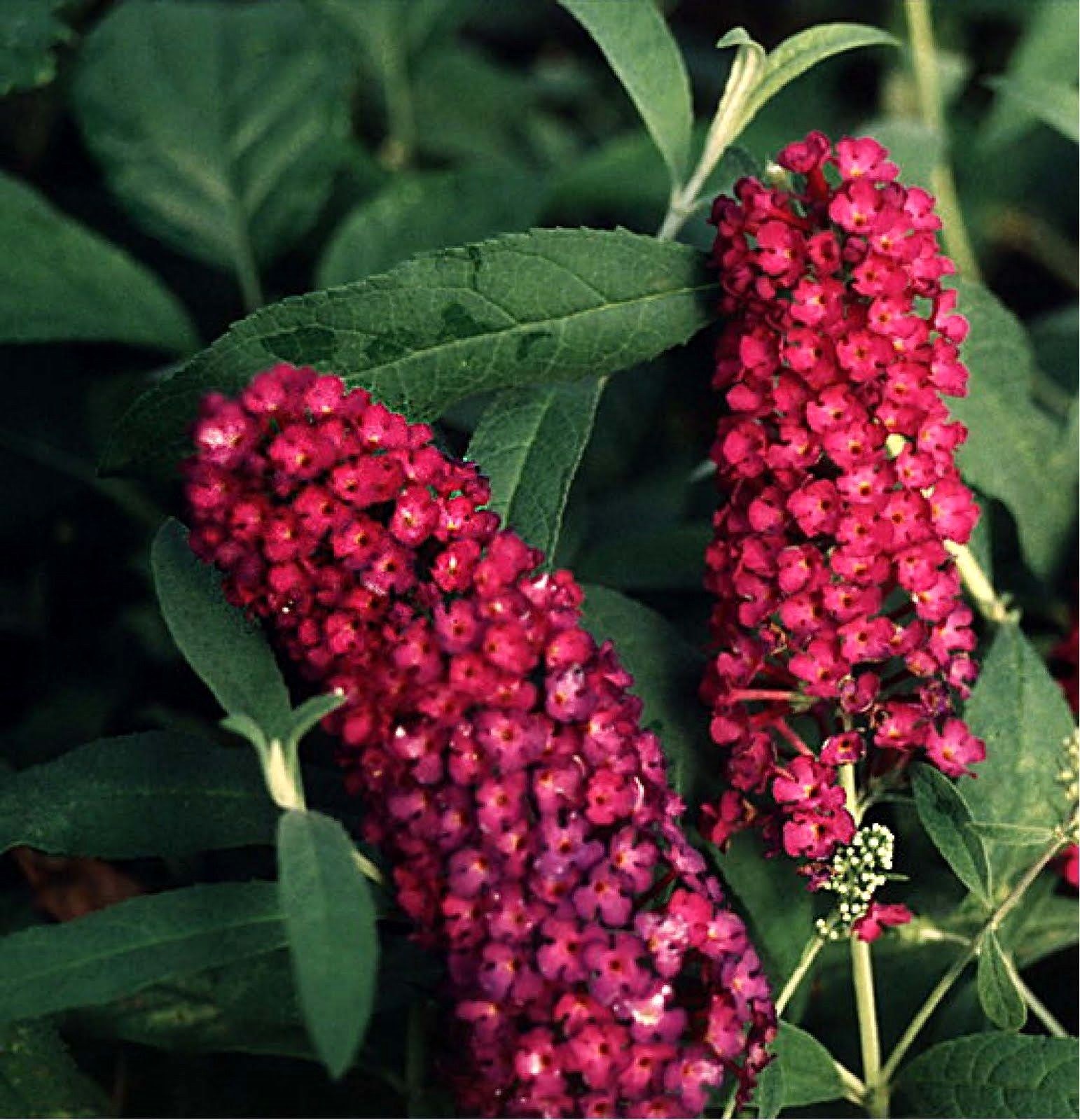 Multi-color Butterfly Bush Mix 150 Seeds- Easy to grow -Comb S/H