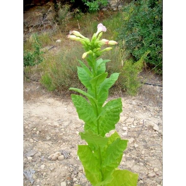 TURKISH BASMA TOBACCO – 100 SEEDS