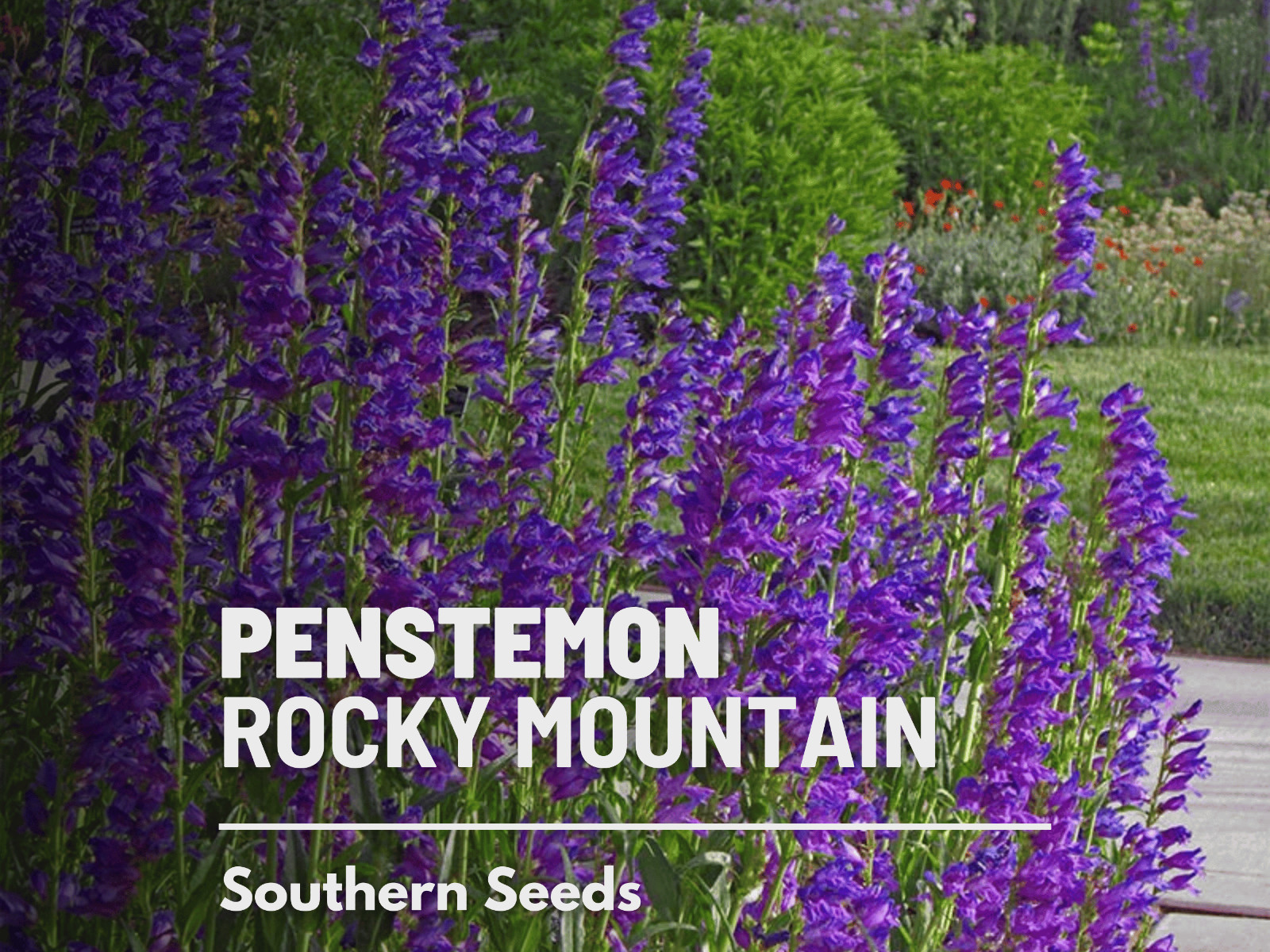 Penstemon, Rocky Mountain – 100 seeds – Heirloom Flower – Attracts Pollinators (
