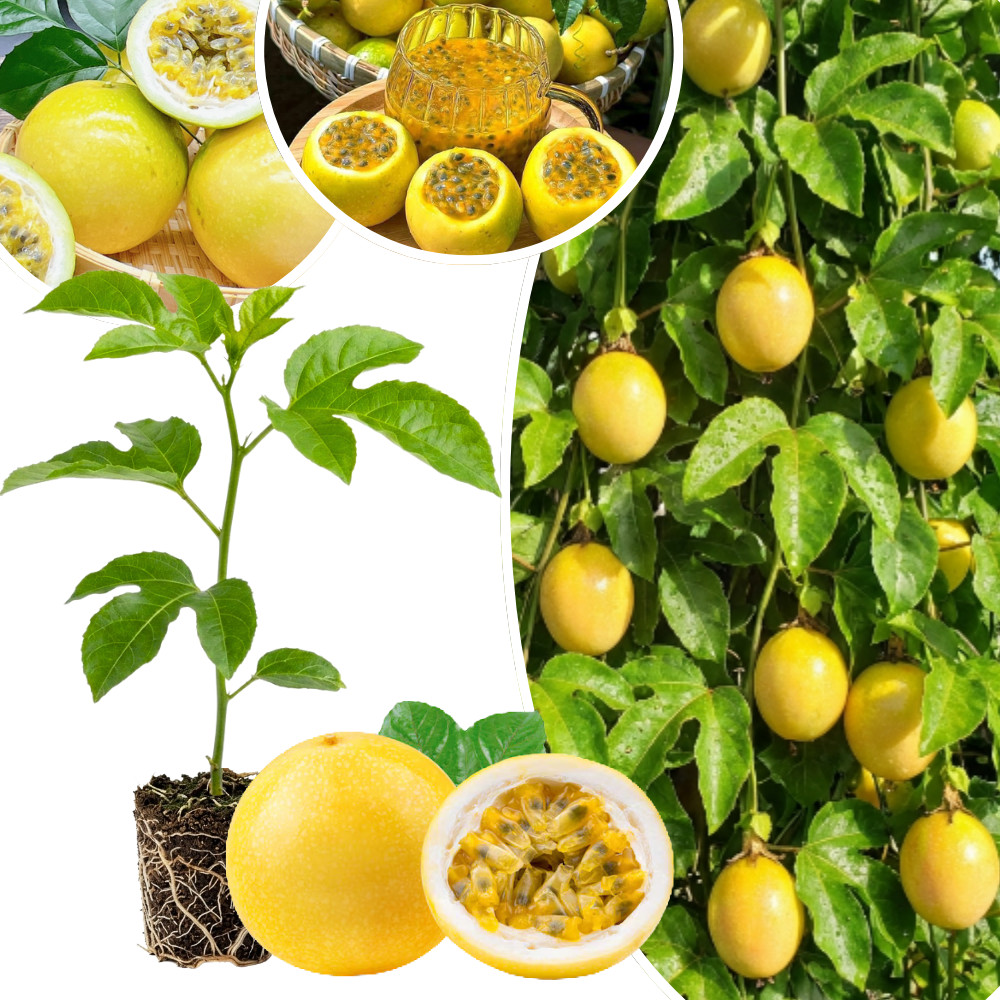 Yellow Passionfruit Live Plant 4-6 Inches Tall Rooted Cold Hardy Vine