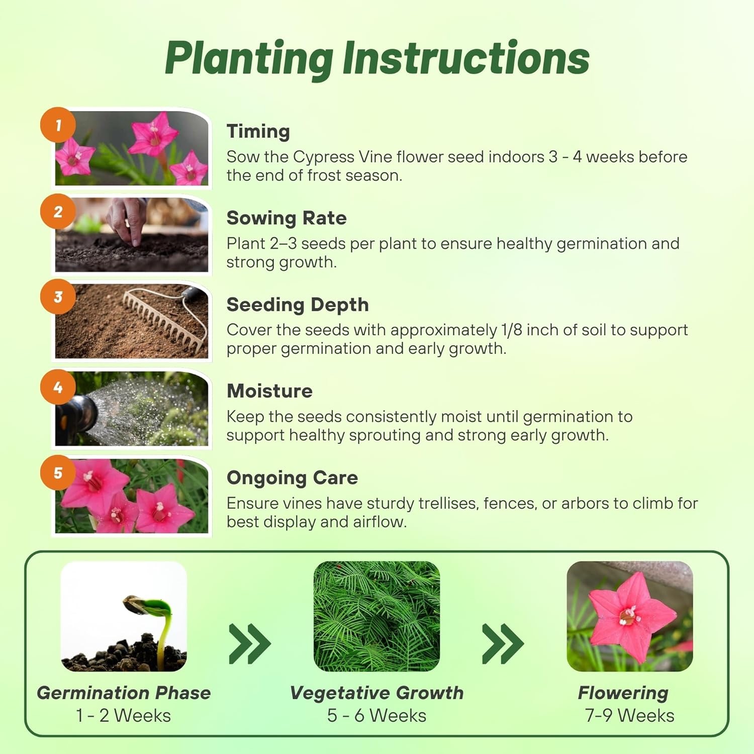 100 Seeds Cypress Vine Seed – Ipomoea Pennata Rose Flower Seeds