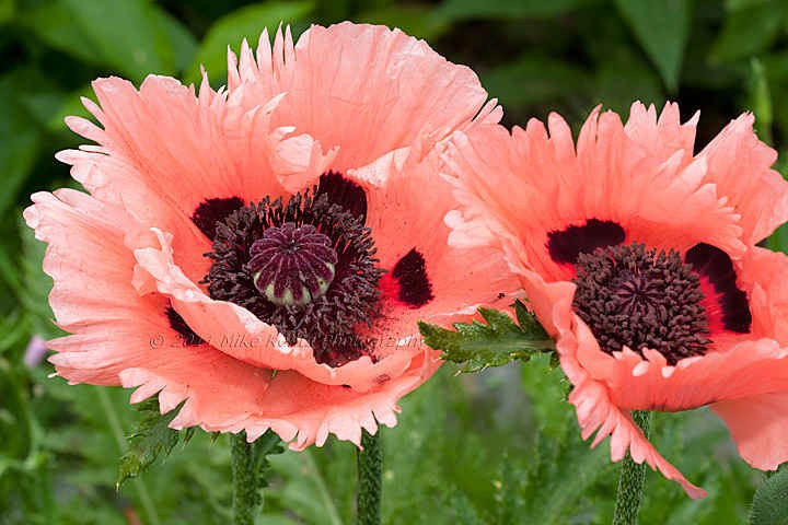 Poppy – Papaver orientale-Hybr. – Prinzessin Victoria Louise seed