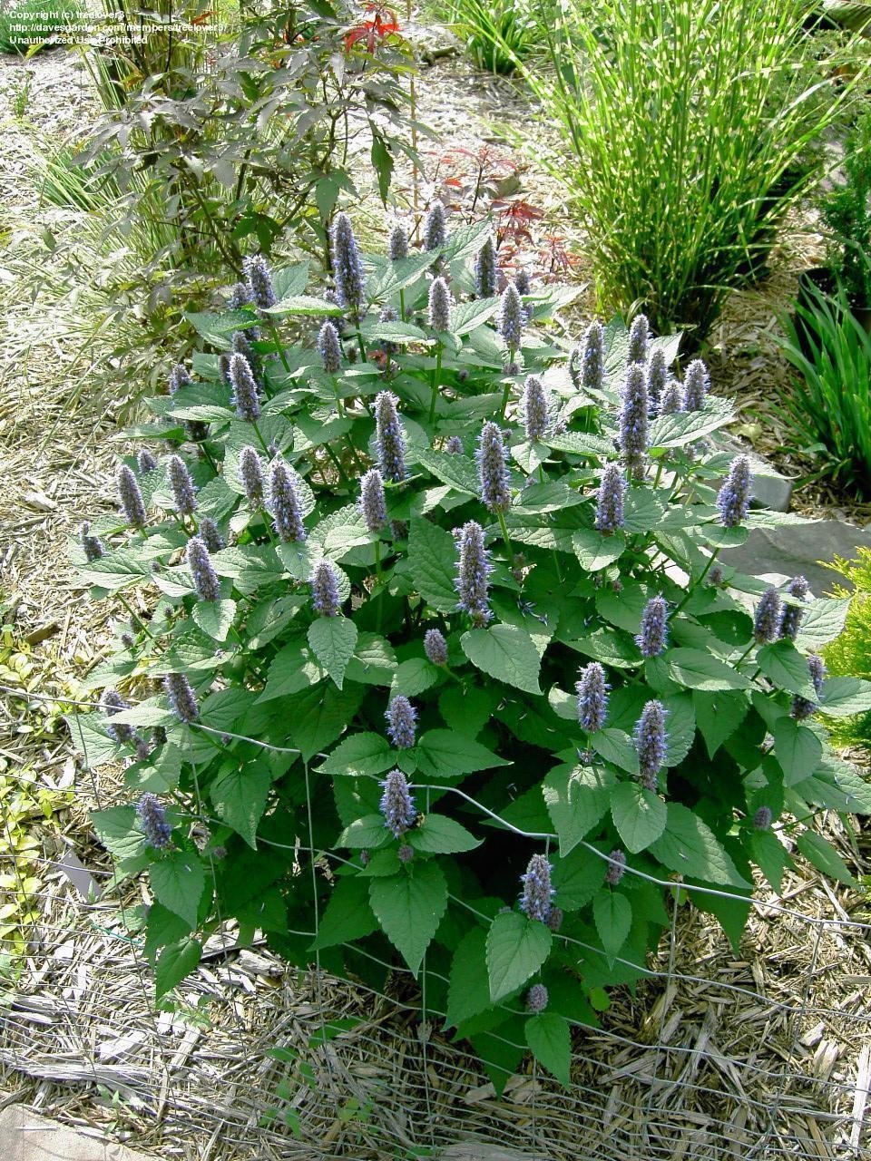100+Purple GIANT HYSSOP Seeds Native Wildflower Drought Heat Cold Pollinators