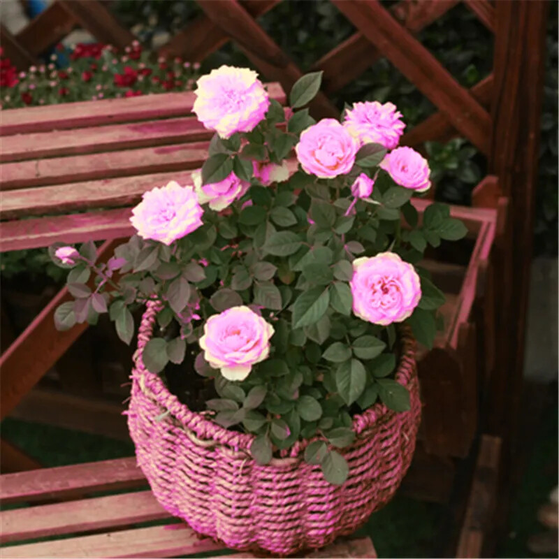 20 EXOTIC RARE ROSE SEEDS home garden flower plant bush diy sun Rosas hybrid USA