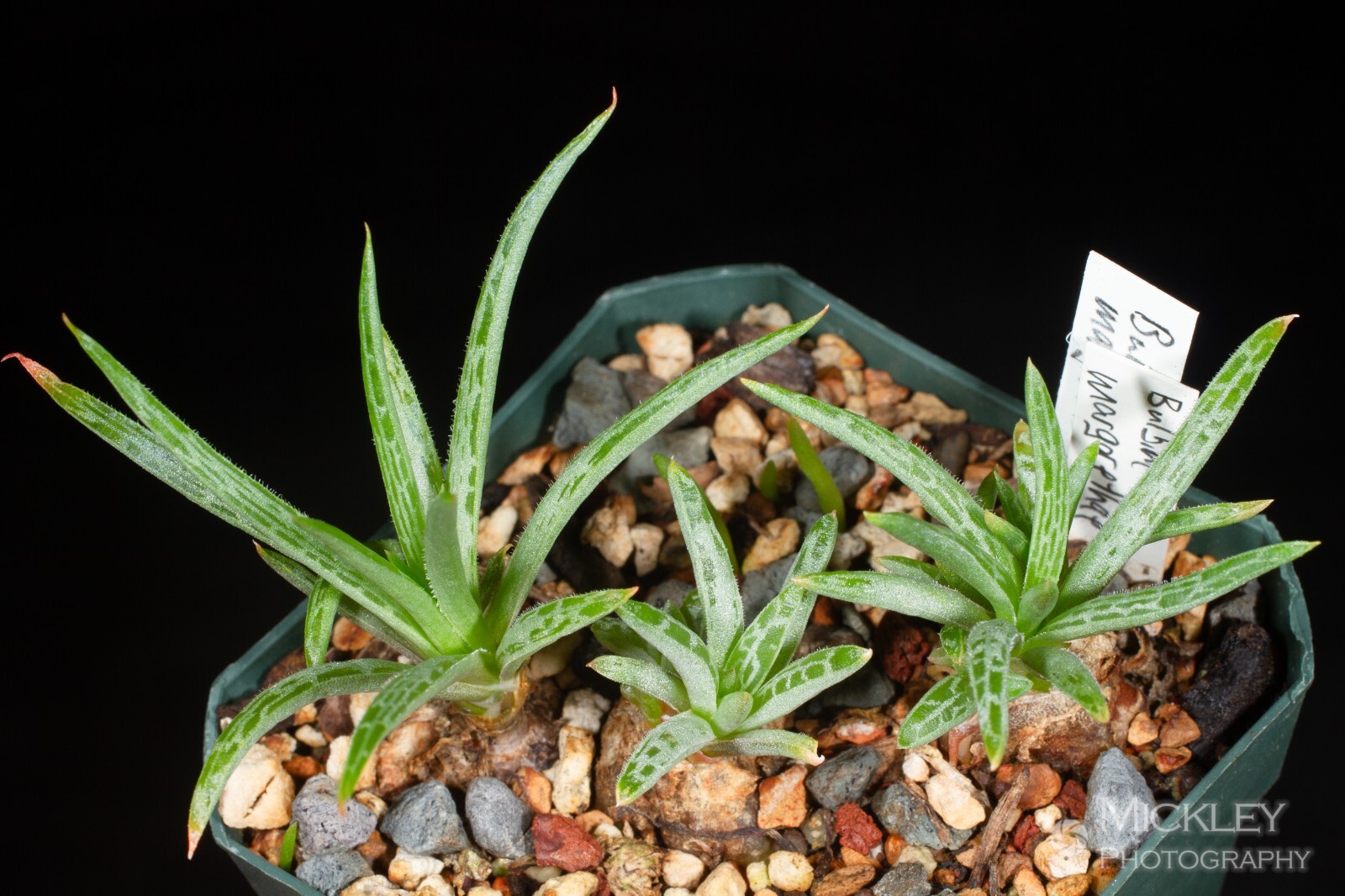 Bulbine margarethae 12 seeds – delicate, patterned leaves, frilly flowers