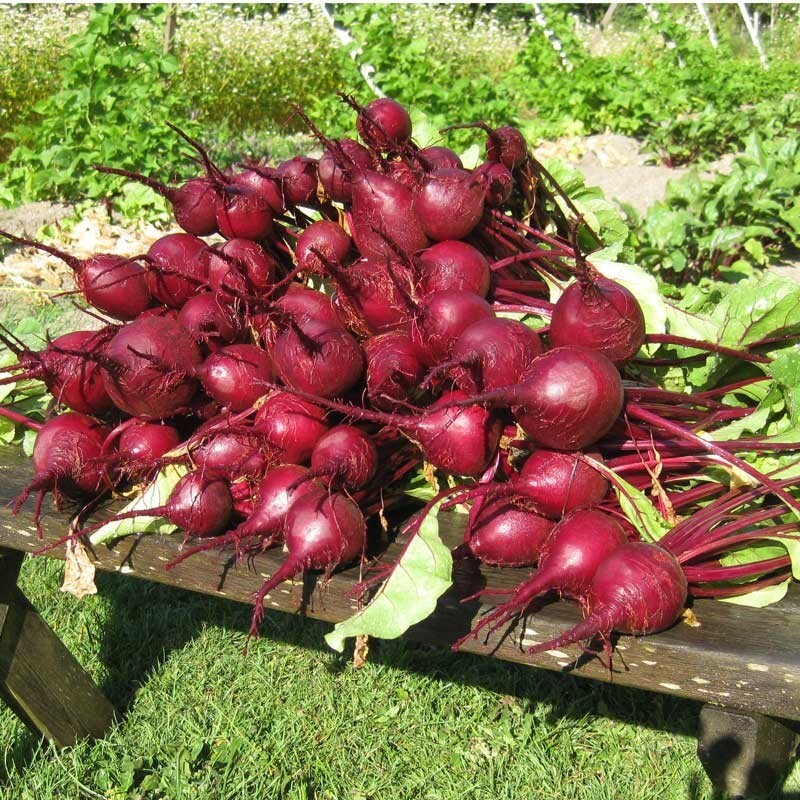BEET Early Wonder 200 NON – HYBRID NON – GMO Seeds Open Pollinated Heirloom