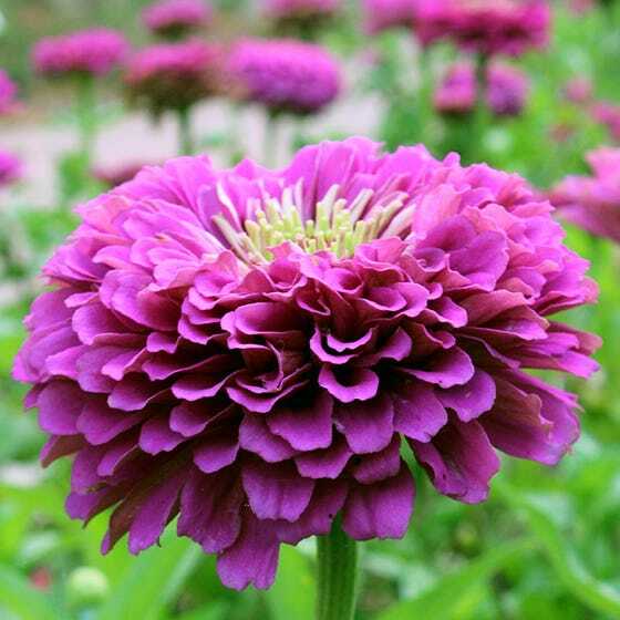 Zinnias CONFETTI Mixed Colors HEIRLOOM Bees Butterflies Pollinators 100 Seeds!