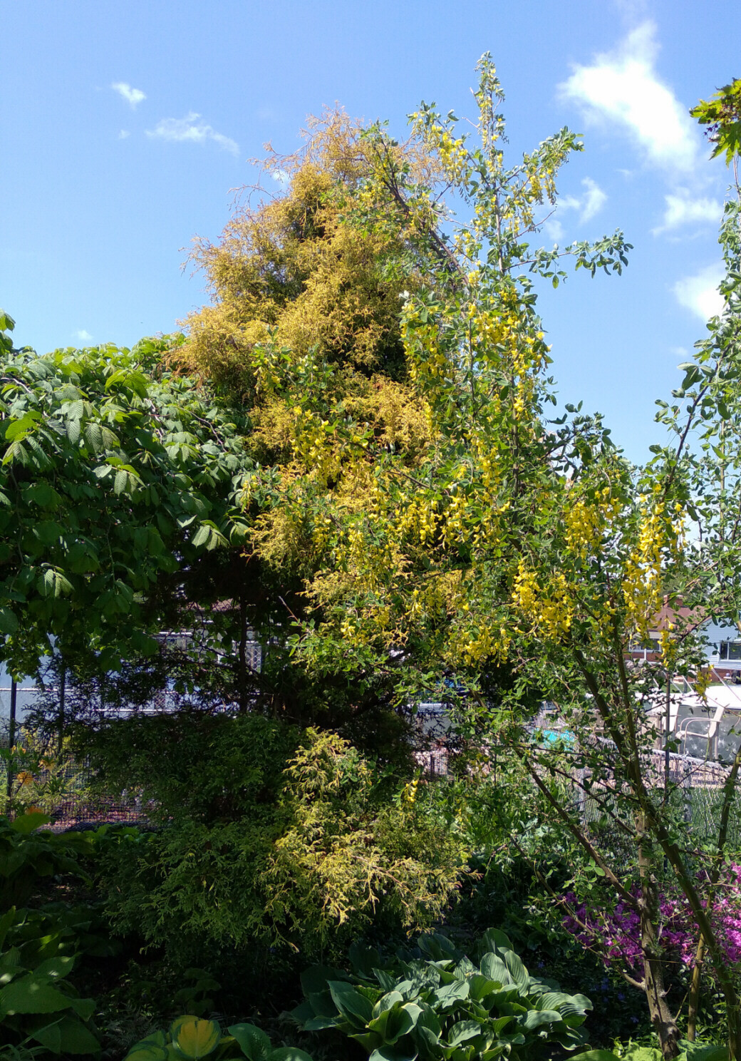 SEEDS Golden Chain Tree, Koelreuteria paniculata, 15 seeds