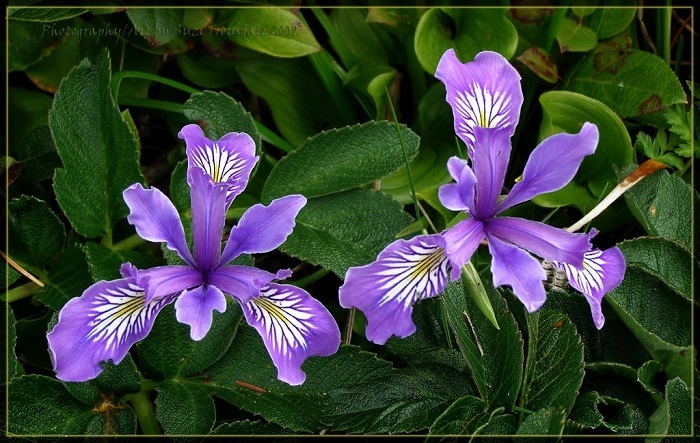 20+ Flower Seeds / Iris Oregan / Purple and White / Perennial