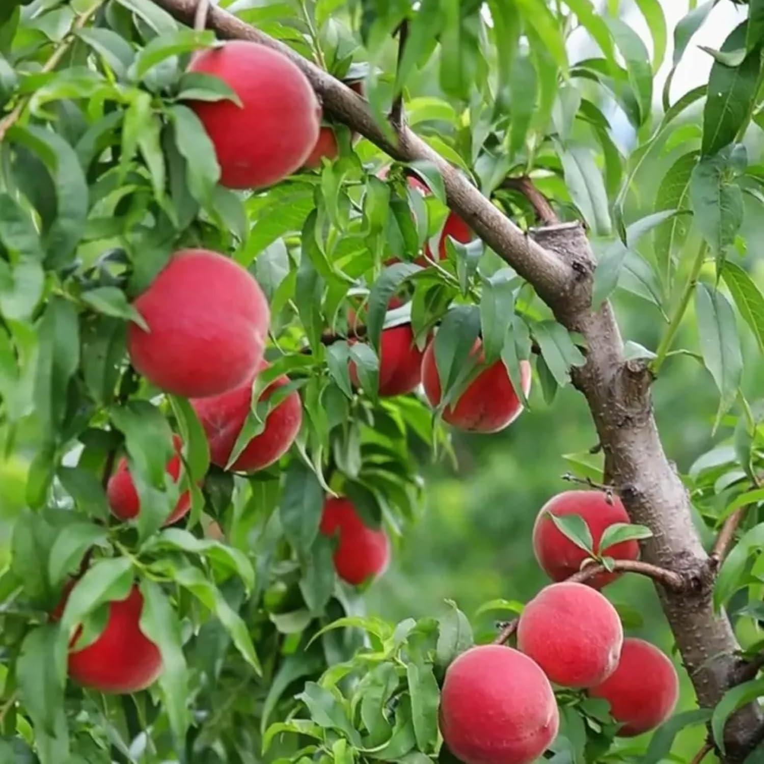 Organic Dwarf Peach Seeds for Planting Outdoor, 5Pcs Perennial Organic Peachs Fr